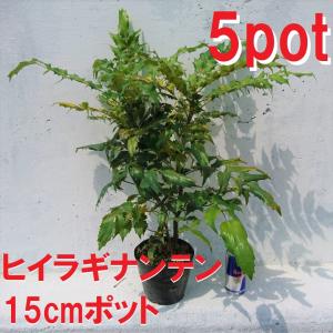 ヒイラギナンテン　5ポットセット　柊南天　魔除け　難を転じる　黄色い花　苗