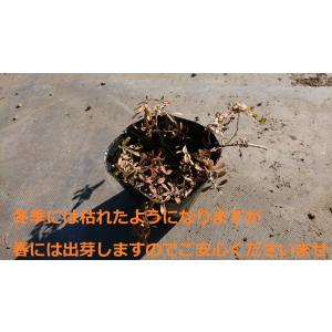 ヒメイワダレソウ 35本セット +選べる苗木付...の詳細画像4