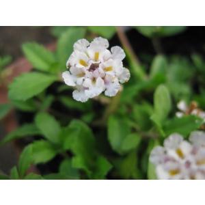 ヒメイワダレソウ 640本セット リピア 除草...の詳細画像3