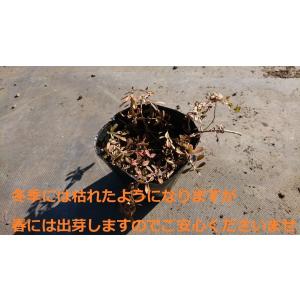 ヒメイワダレソウ 640本セット リピア 除草...の詳細画像5