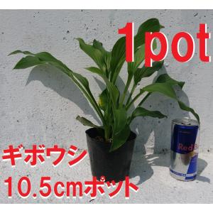 ギボウシ  1ポット　ホスタ　一般的な品種　hosta 　緑葉　シェードガーデンに！　苗