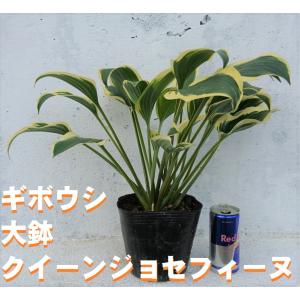 フランシスウィリアムス ギボウシ ホスタ 6号ポット大苗 爆買いweek