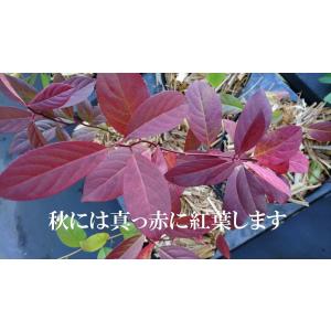 コバノズイナ アメリカズイナ 小葉の髄菜 庭木...の詳細画像4