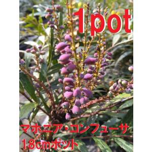 マホニア コンフューサ 大鉢【18cmpot】4ポットセット 細葉柊南天