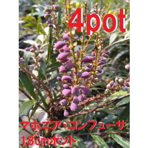 ヤマハギ 山萩 1ポット 大きな鉢 15cmポット ハギ 萩 クローバーの