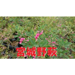 ヤマハギ 山萩 1ポット 大きな鉢 15cmポット ハギ 萩 クローバーの