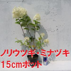 も*読様 3986☘️超希少☘️⭐️アンティーク ピエラ⭐️吉田園芸⭐️ 園芸ネット本店｜吉田園芸さんのクリスマスローズ：アンティークピエラ