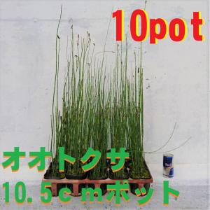 オオトクサ　10ポットセット　【10.5ｃｍポット】大木賊　和風庭園　強健で育てやすい　ビオトープ　水生植物　砥草　山野草 寄せ植え　苗
