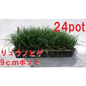 リュウノヒゲ 『 黒竜 （ コクリュ ウ） 』 6個セット 9cmポット