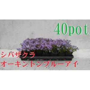 シバザクラ　芝桜　オーキントンブルーアイ　40ポットセット　モスフロックス　9ｃｍpot