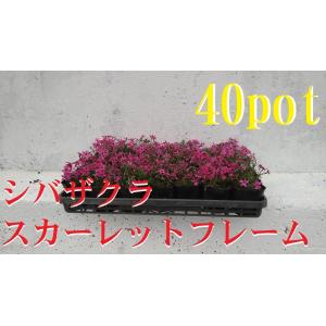 シバザクラ　芝桜　スカーレットフレーム　40ポットセット　モスフロックス　9ｃｍpot 　3号鉢　宿...