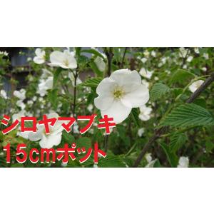 庭木：シロヤマブキ（白一重・根巻）*やまぶき : 遊恵盆栽 Yahoo!店