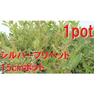 シルバープリペット　1ポット　生垣【15ｃｍポット】　寄せ植え　ガーデニング　西洋イボタ斑入り 苗