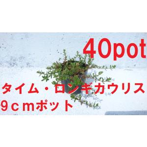 タイム　ロンギカウリス　40ポットセット　ハーブの仲間　緑の絨毯　病害虫に強く育てやすい　苗　ガーデニング　寄せ植え