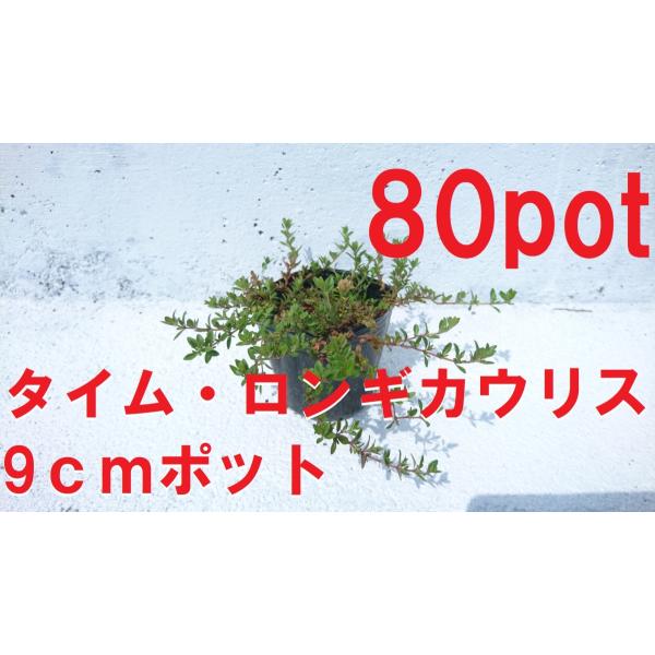 タイム　ロンギカウリス　80ポットセット　ハーブの仲間　緑の絨毯　病害虫に強く育てやすい　苗　ガーデ...