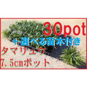 玉竜　タマリュウ　たまりゅう 30ポットセット +選べる苗木付き　緑の絨毯　病害虫が少なく育てやすい　苗 【選べる苗木Get!】｜keiaien