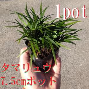 玉竜　タマリュウ　たまりゅう 1ポット　緑の絨毯　病害虫が少なく育てやすい　苗