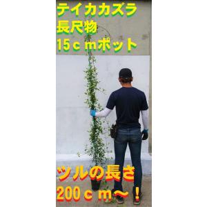 テイカカズラ苗の商品一覧 通販 Yahoo ショッピング