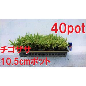 チゴザサ　40ポットセット　稚児笹　斑入り葉がかわいい　寄せ植え盆栽にも　苗