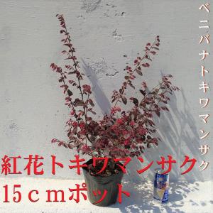 トキワマンサク　1ポット　生垣 寄せ植え　ガーデニング　赤葉紅花常盤万作　ベニバナトキワマンサク 苗