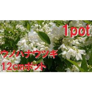 ウノハナウツギ　1ポット　卯の花空木　白い純白の花　苗　ガーデニング　寄せ植え