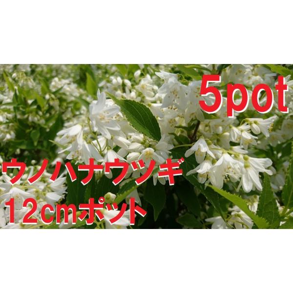 ウノハナウツギ　5ポットセット　卯の花空木　白い純白の花　苗　ガーデニング　寄せ植え