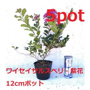 ワイセイ　サルスベリ　紫花　5ポット　成長が遅く毎年花が咲く　矮性百日紅　一才サルスベリ　苗