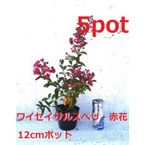 ワイセイ　サルスベリ　赤花　5ポット　成長が遅く毎年花が咲く　矮性百日紅　一才サルスベリ　苗