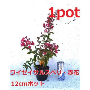 ワイセイ　サルスベリ　赤花　1ポット　成長が遅く毎年花が咲く　矮性百日紅　一才サルスベリ　苗