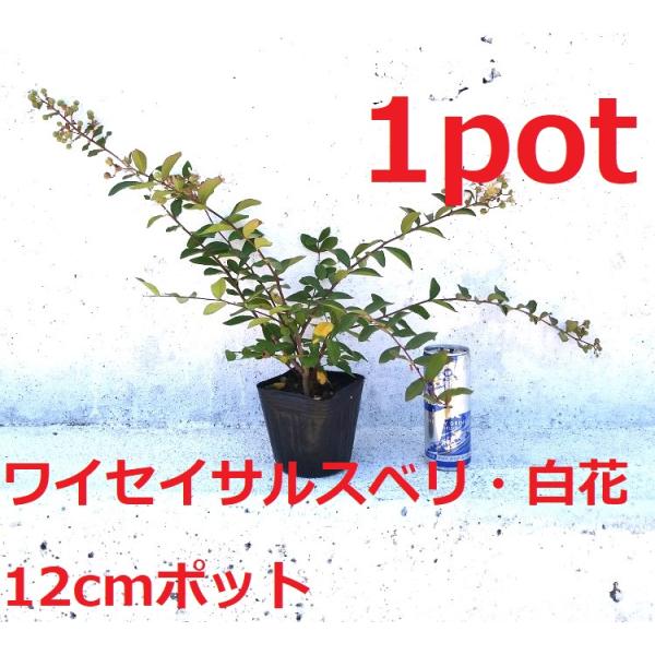 ワイセイ　サルスベリ　白花　1ポット　成長が遅く毎年花が咲く　矮性百日紅　一才サルスベリ　苗
