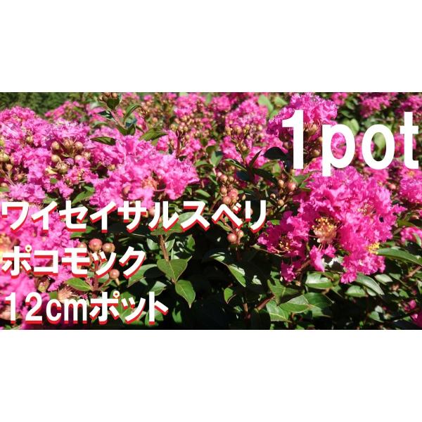 ワイセイ　サルスベリ　ポコモック　1ポット　成長が遅く毎年花が咲く　矮性百日紅　一才サルスベリ　苗　...