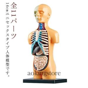 ソフトな質感で15分解できる卓上サイズの人体解剖模型 人体模型