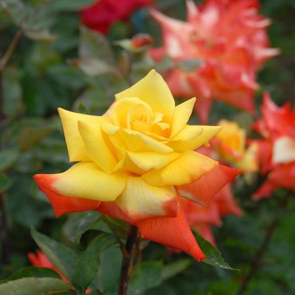 バラ [ 高雄(たかお) ] 春苗 (新苗)  (H.T) 四季咲 京阪園芸 クラシック バラ苗 薔...