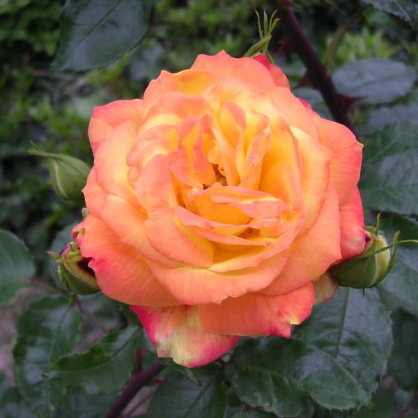 バラ [ 絵日傘 えひがさ ] 秋苗 大苗 オレンジ 四季咲  (FL) 京阪園芸 F&amp;Gローズ ク...