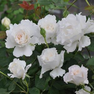 薔薇 ルブラン 生花 の商品一覧 花 ガーデニング 通販 Yahoo ショッピング