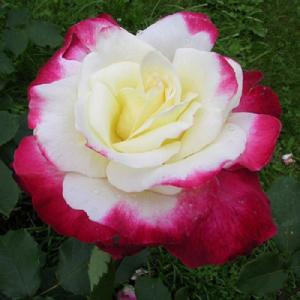 バラ [ ライラ ] 春苗 (新苗) 赤色系 四季咲 (S) ロサオリエンティス