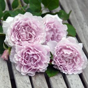 バラ [ ラピスラズリ ] 春苗 (新苗) 紫系 四季咲 [Lapislazuli](S