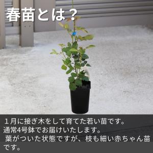バラ [ リベルラ ] 春苗 (新苗) ピンク...の詳細画像4