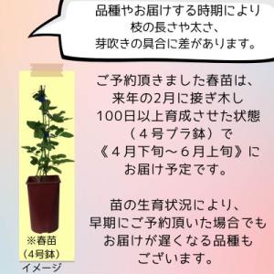 バラ [ リベルラ ] 春苗 (新苗) ピンク...の詳細画像1