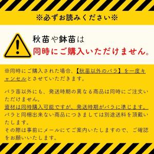 バラ [ リベルラ ] 春苗 (新苗) ピンク...の詳細画像2
