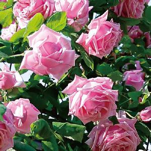 バラ [ ライラ ] 春苗 (新苗) 赤色系 四季咲 (S) ロサオリエンティス