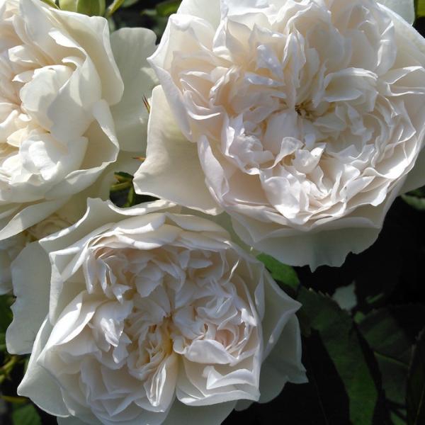 バラ [ クイーンオブジエルブス &amp;#9415; Queen of the Elves ] 秋苗 四...