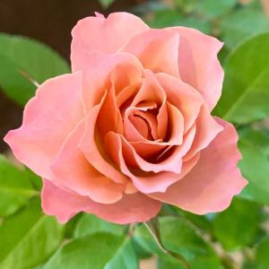 京阪園芸 バラ苗の商品一覧 通販 Yahoo ショッピング