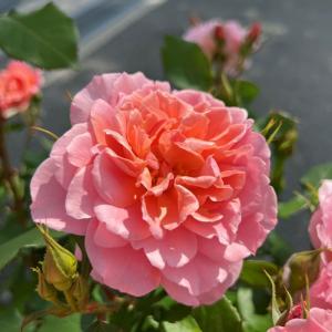 バラ苗 春苗 [ ビターカヌレ ] 新苗 黒赤系 四季咲き 京阪園芸 F&G