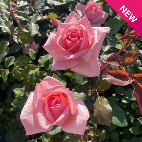 バラ [ ひととき ] 秋苗 大苗 ピンク系 四季咲 京阪園芸 F&amp;Gローズ ローズアロマティーク ...