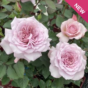 バラ [ ジョリフィーユ ] 秋苗 大苗 四季咲 (HT) 京阪園芸 F&Gローズ