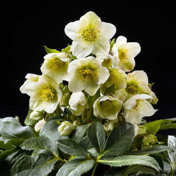 クリスマスローズ苗 [HGCアイスブレーカーマキシー] 4.5号 ニゲル×アグチフォリウス 産地直送...