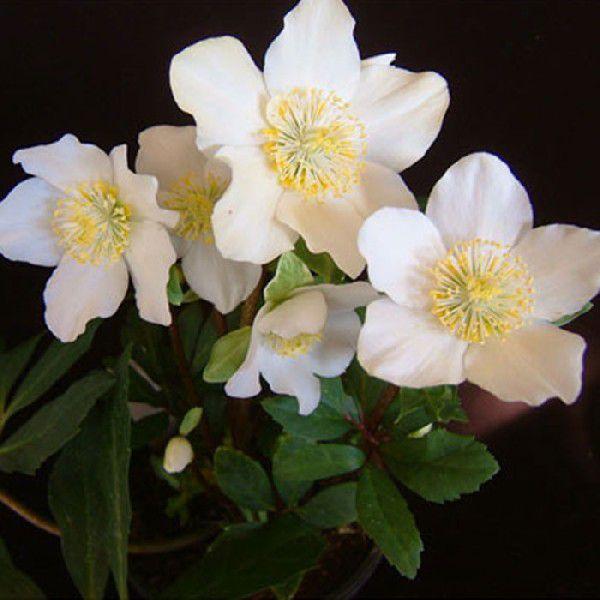 クリスマスローズ苗 [HGCパウロ] 4.5号鉢 ヘレボルス 二ゲル 産地直送 冬 ガーデン (25...