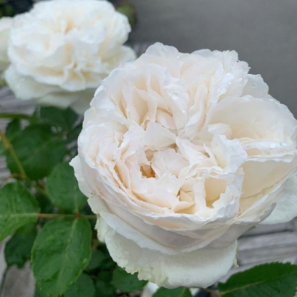 バラ [ ジョリフィーユ ] 秋苗 大苗   四季咲  (HT) 京阪園芸 F&amp;Gローズ ネオモダン...