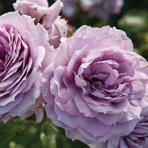 青いバラ鉢植え 花 ガーデニング の商品一覧 通販 Yahoo ショッピング